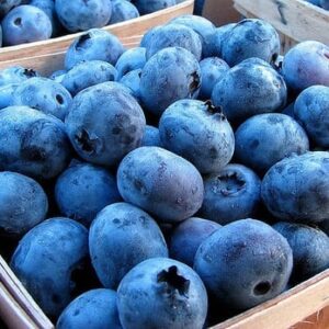 The Blueberry Run